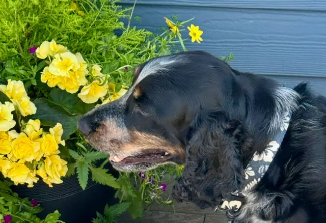 Dog and flowers